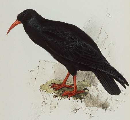 choughgould[1].JPG